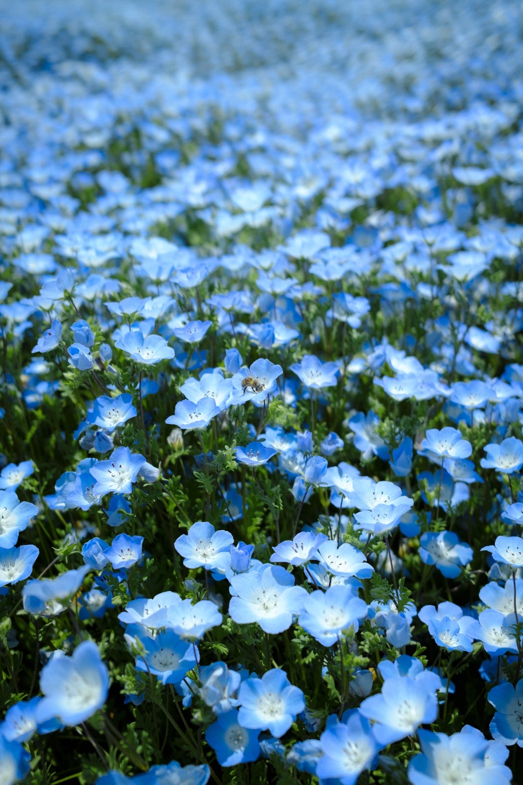 Abstract closeup of flowers