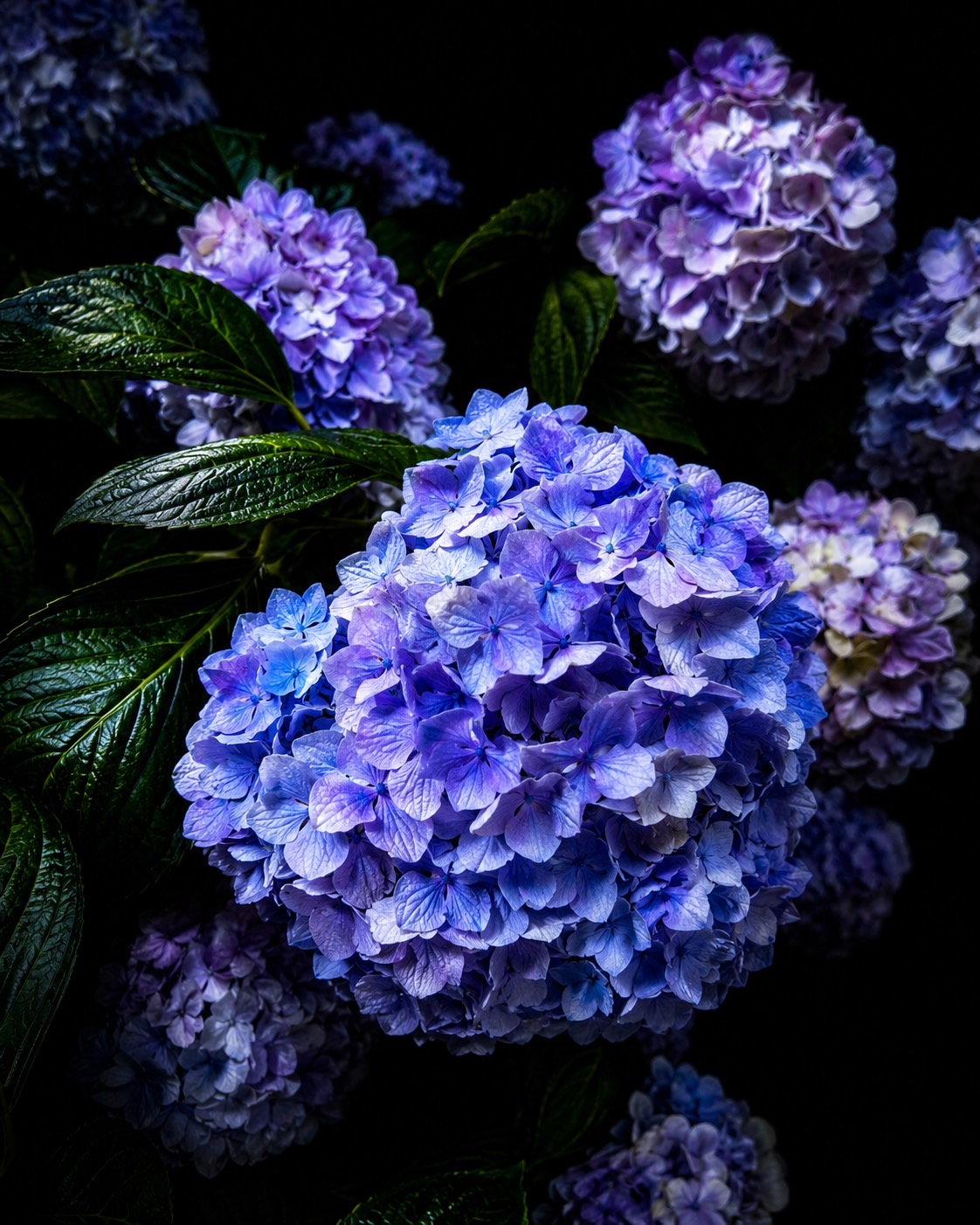 Blue flower photographed up close
